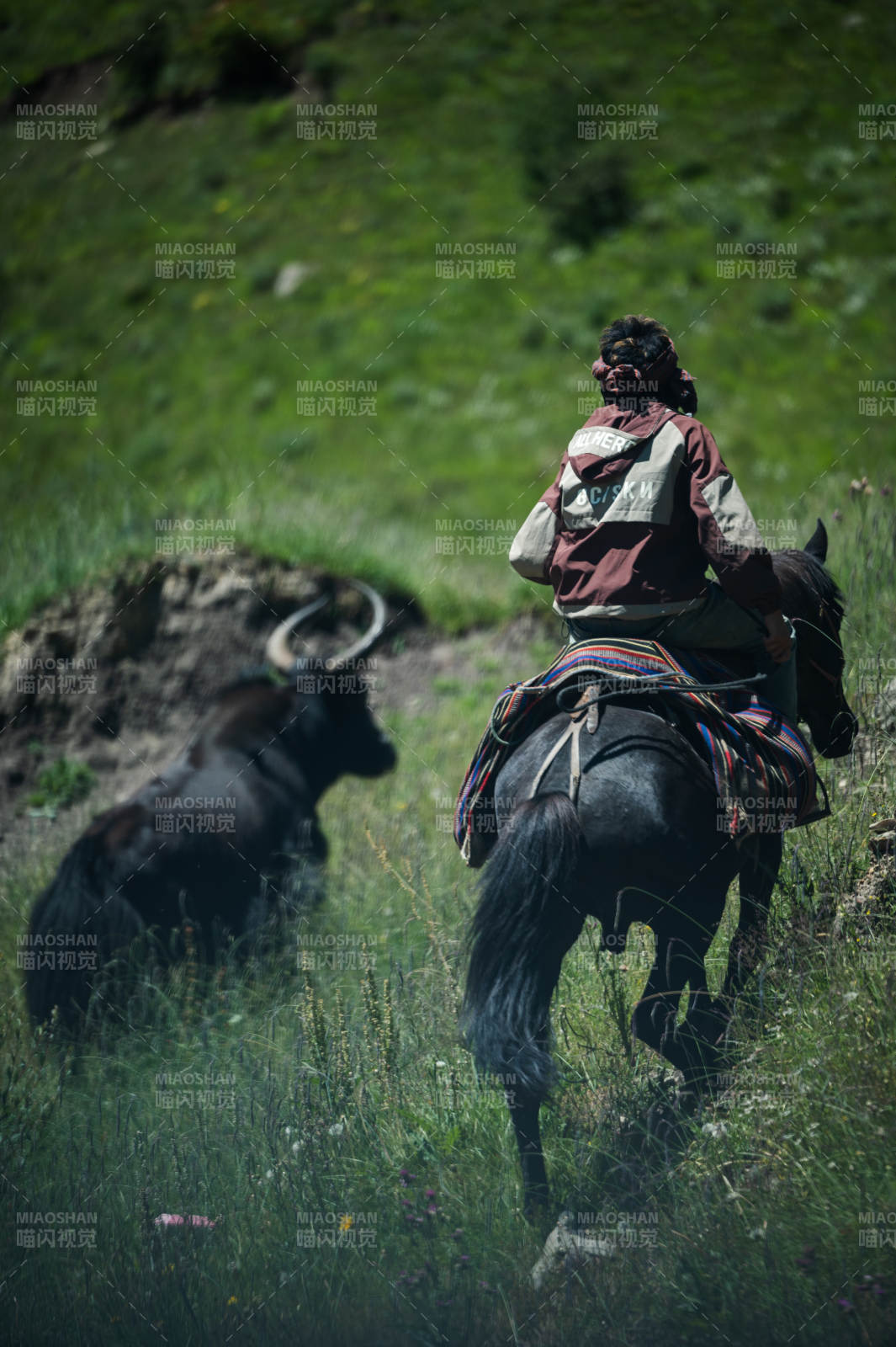 草原牧民与牦牛同行图片