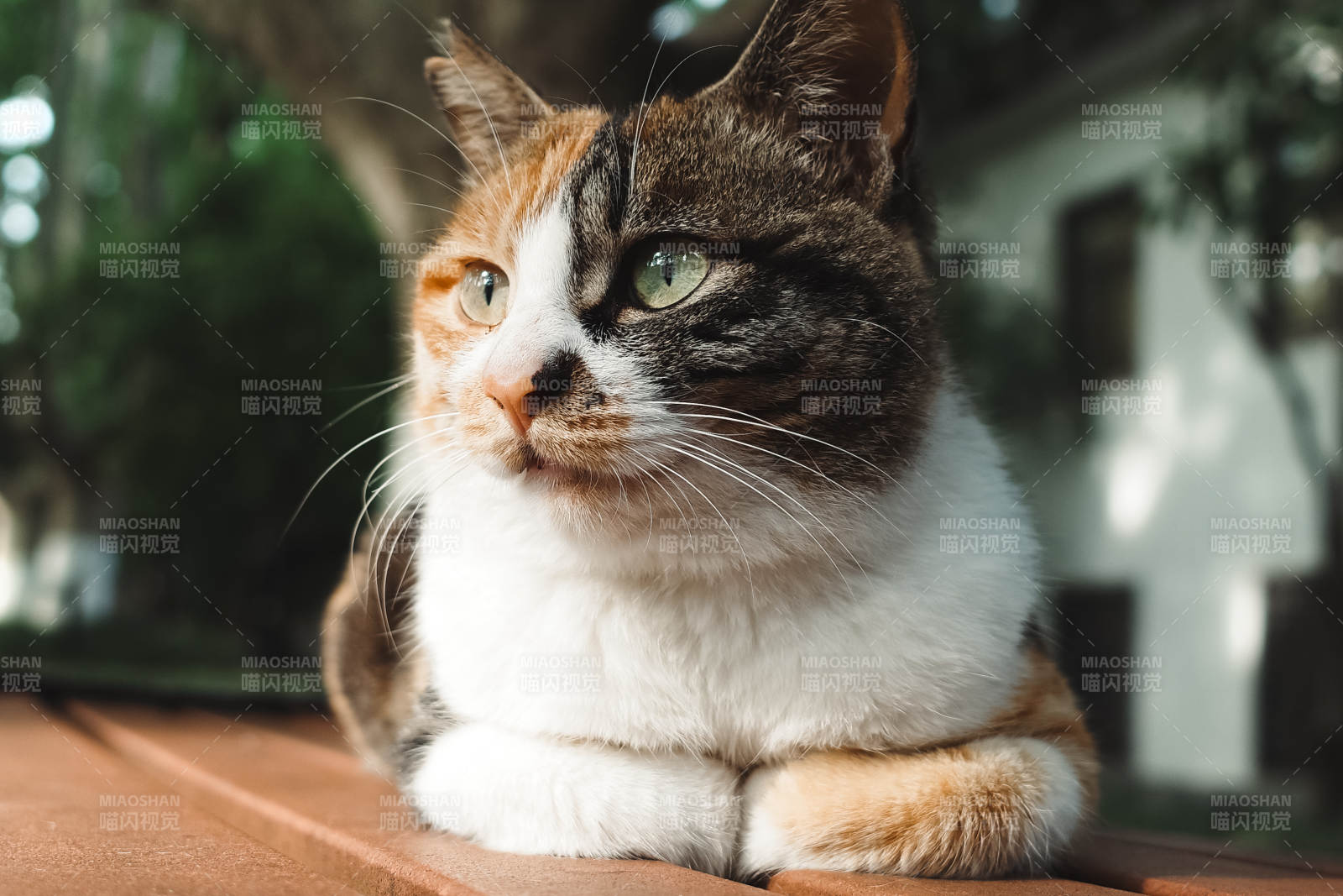 双色猫咪悠闲时光图片