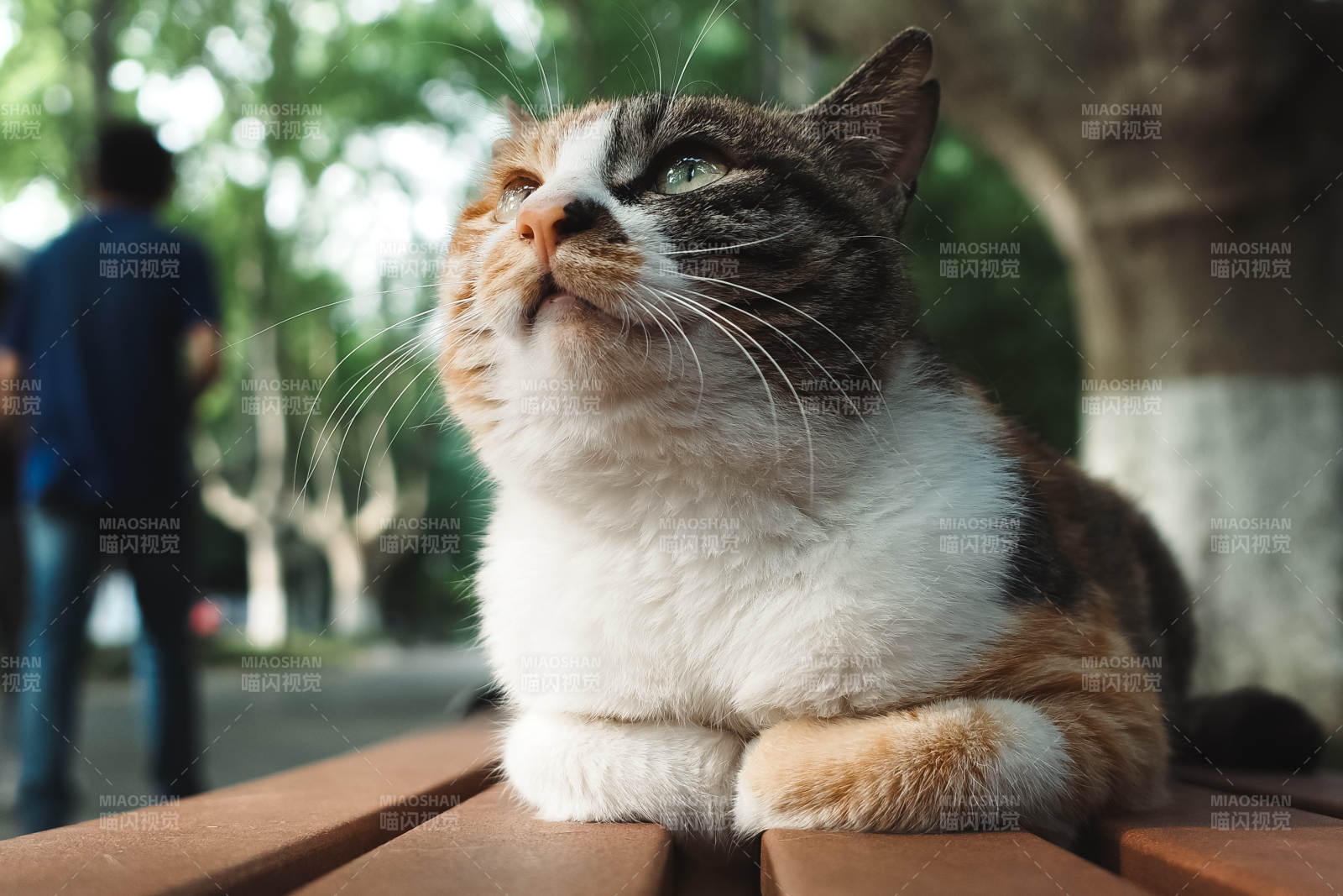 悠闲的猫咪图片