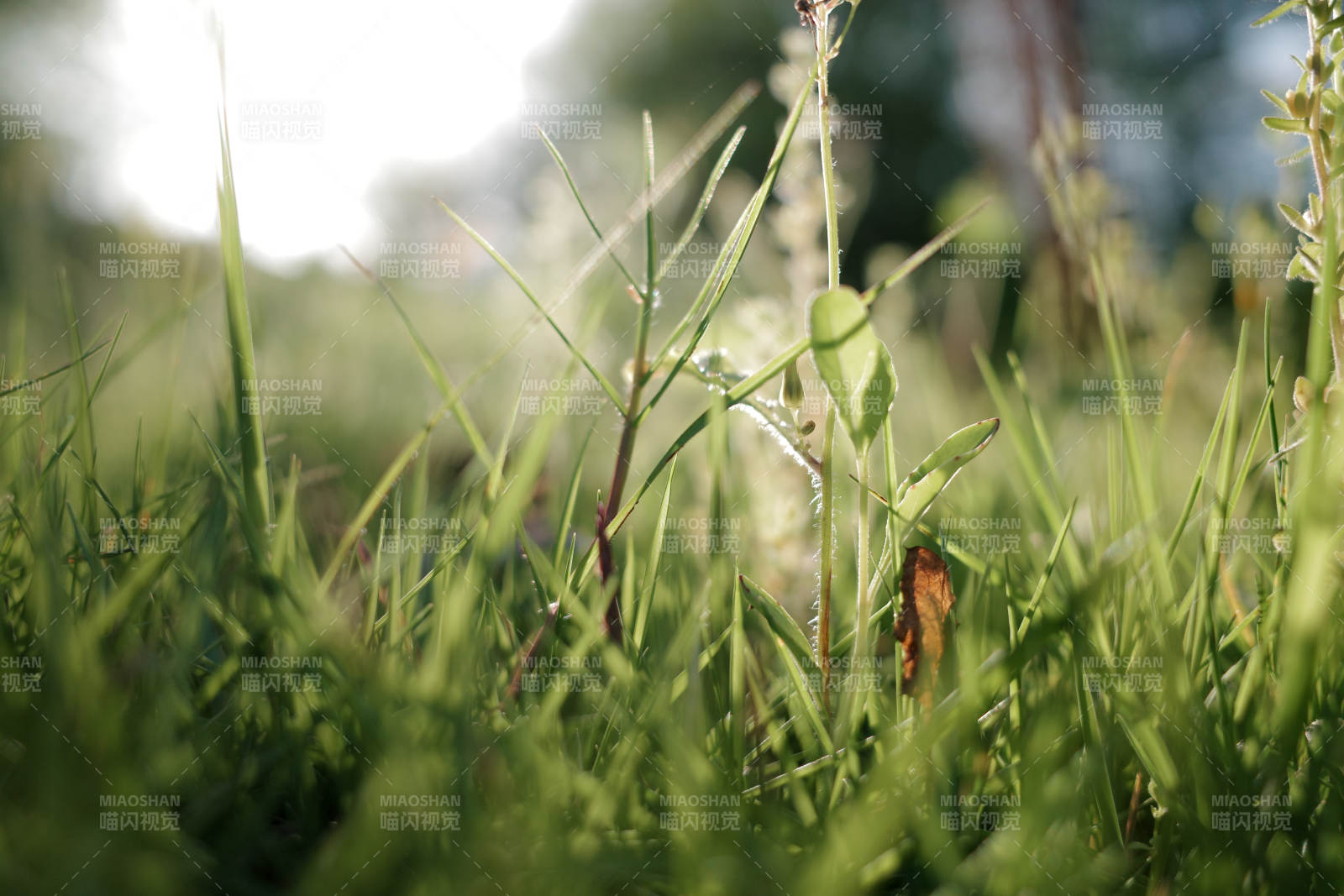 晨露草地 生机盎然图片