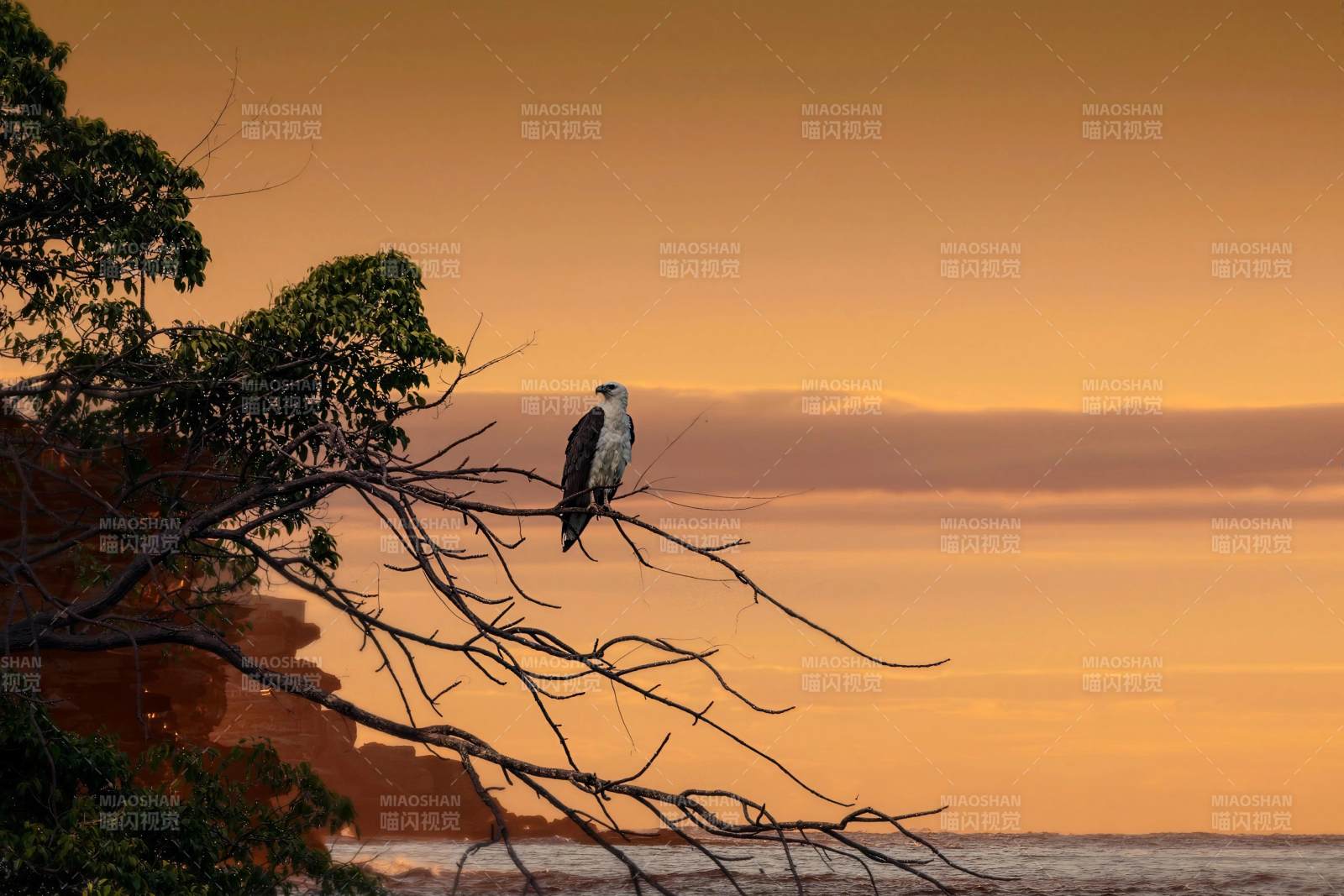 夕阳下的鹰影图片