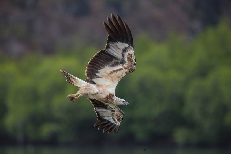 翱翔的白腹海雕图片