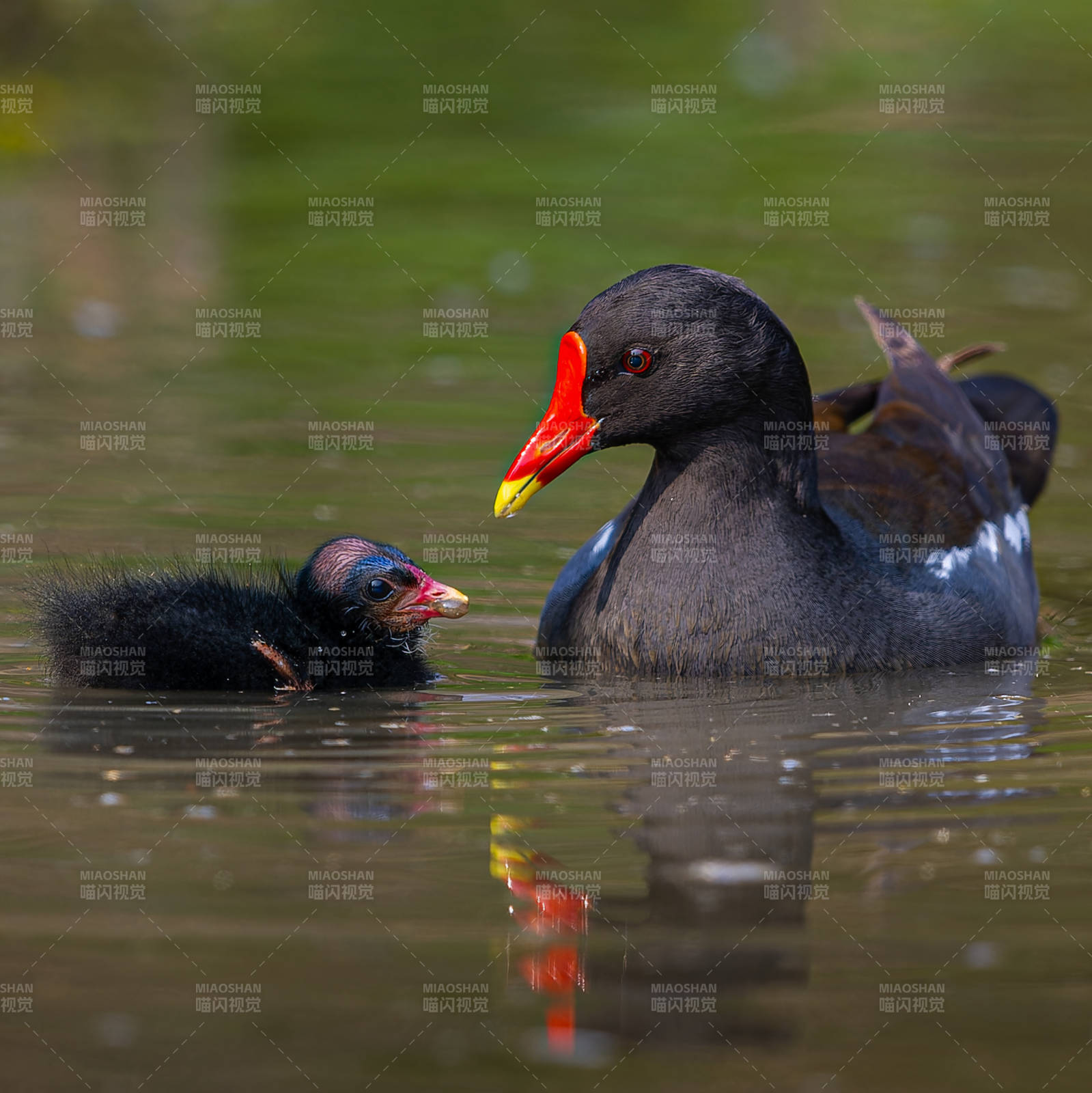 红冠水鸡与雏鸟的温馨时光图片