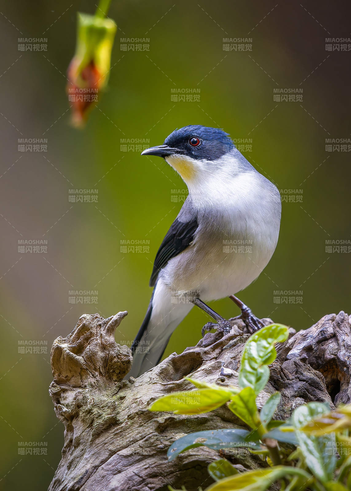 林间小鸟栖枝头图片