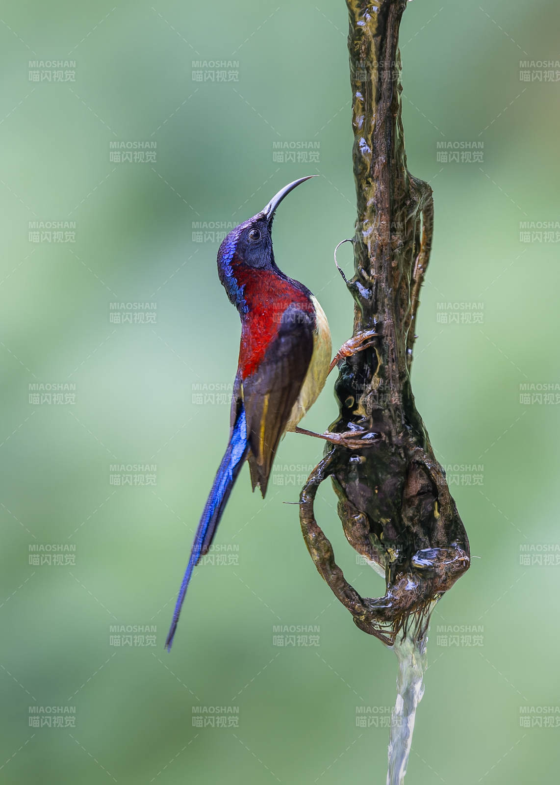 太阳鸟饮水瞬间图片