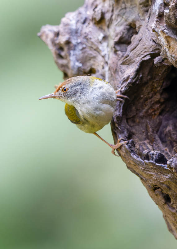 树上的小鸟，长尾缝叶莺，犀鸟谷图片