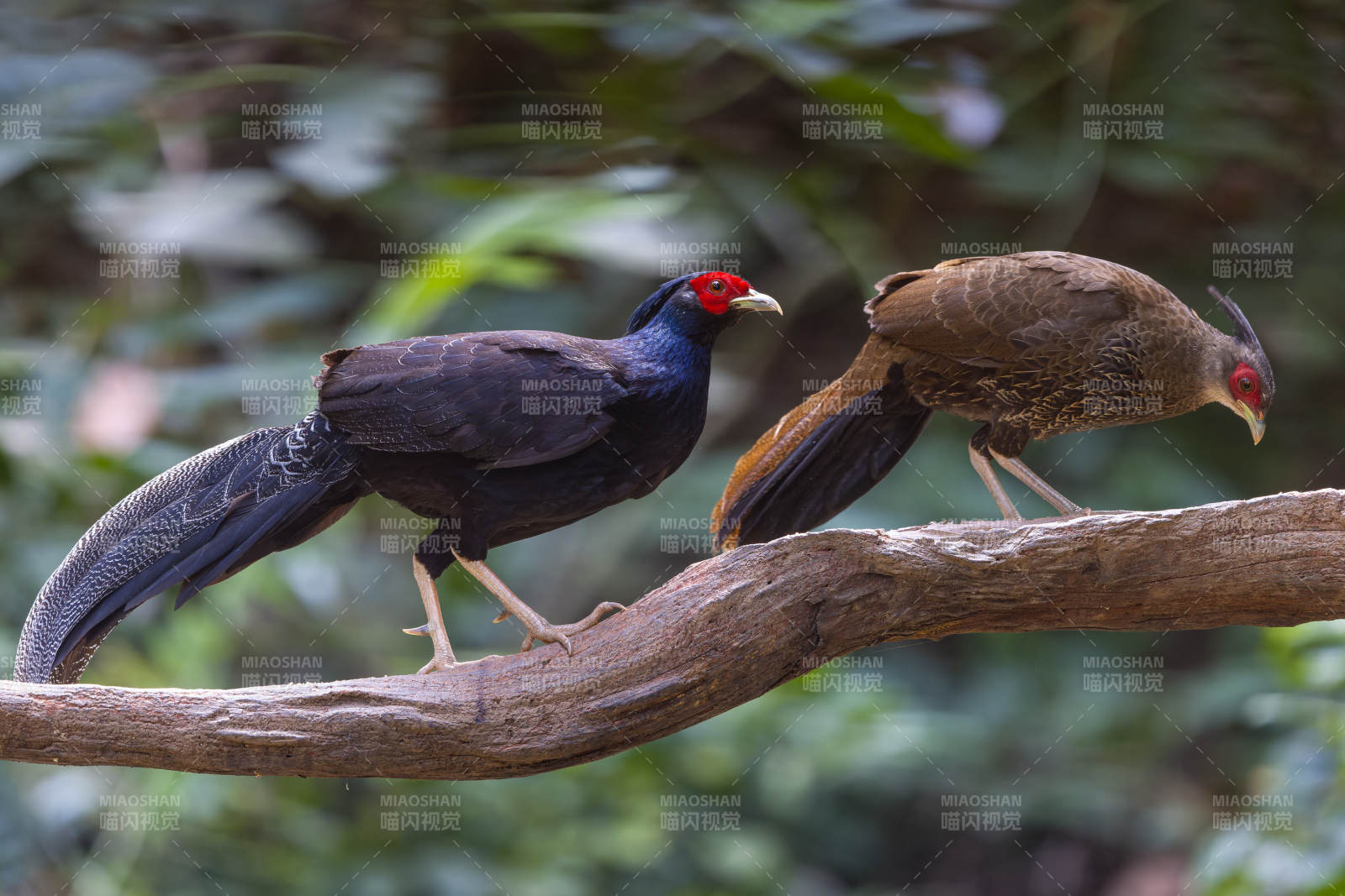 林间双鸟栖枝头，黒鹇，犀鸟谷图片