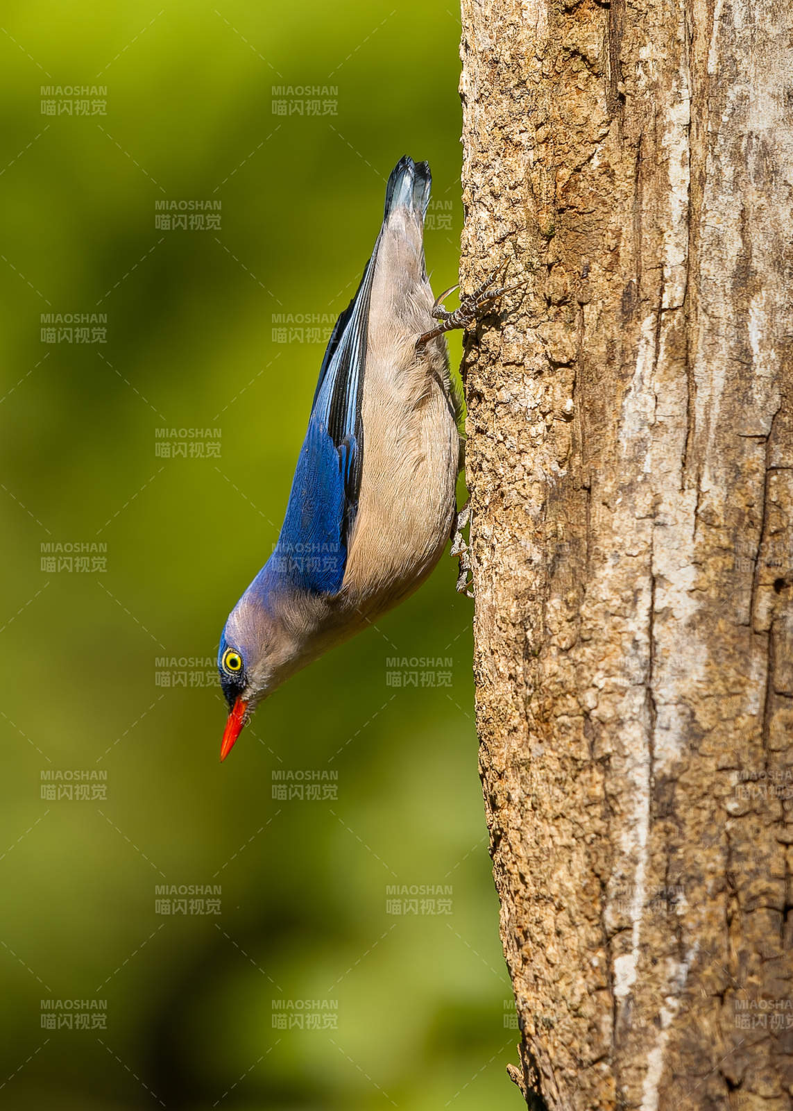 树干上的绒额鳾图片