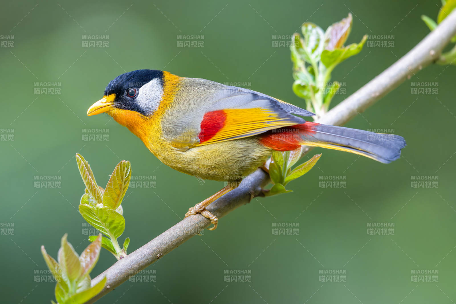 色彩斑斓的相思鸟栖枝头图片