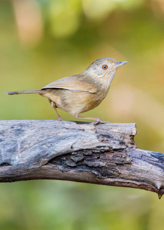 小鸟栖息在枯木上，棕胸雅鹛，犀鸟谷图片