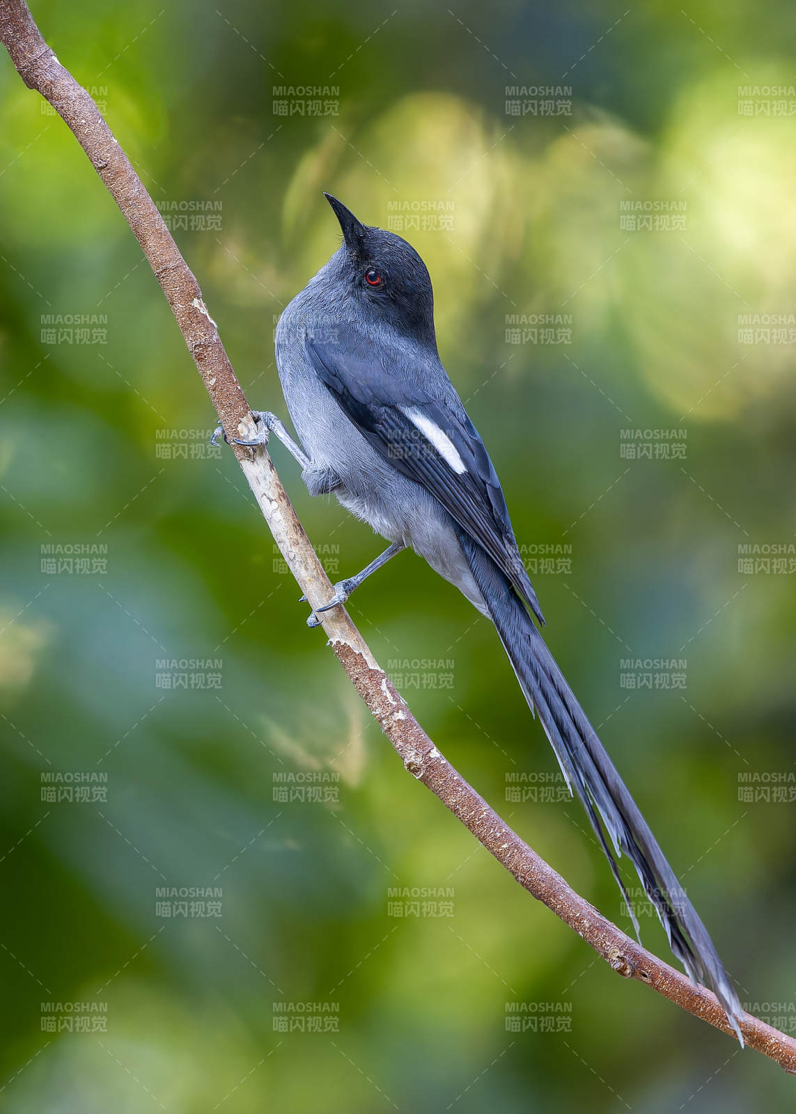 灰鸟栖枝绿意浓 长尾奇鹛，犀鸟谷图片