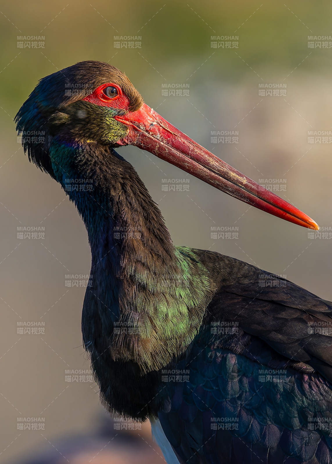 黑鹳的优雅侧影图片