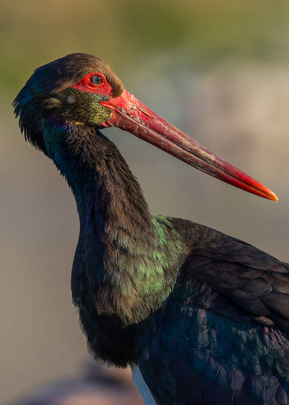 黑鹳的优雅侧影图片