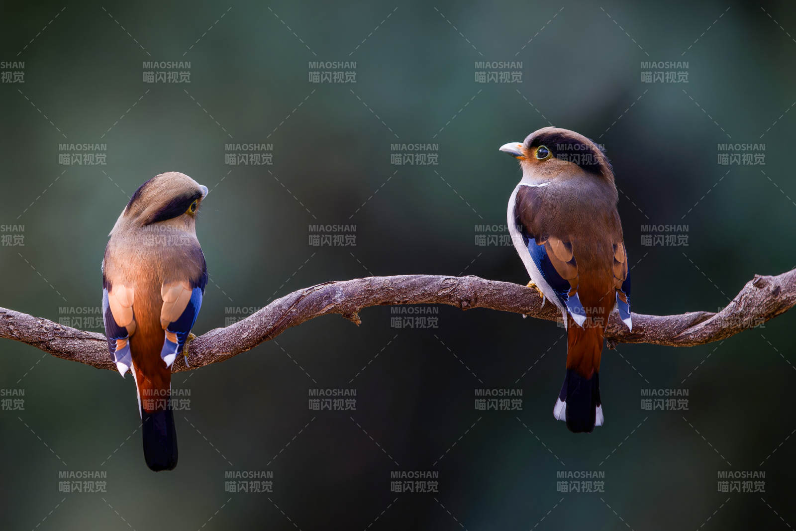 银胸丝冠鸟静谧相伴图片