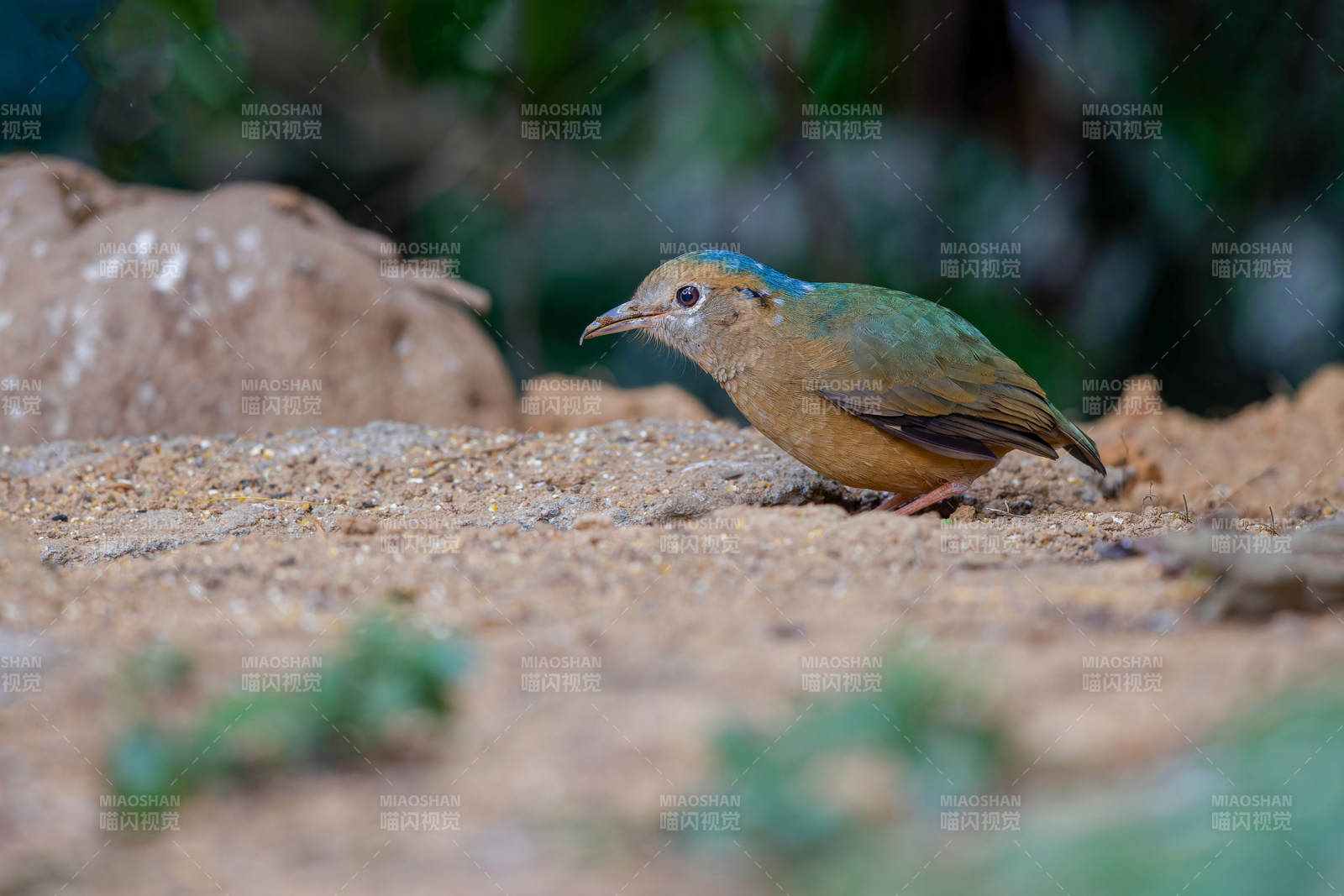蓝枕八色鸫栖息地面图片