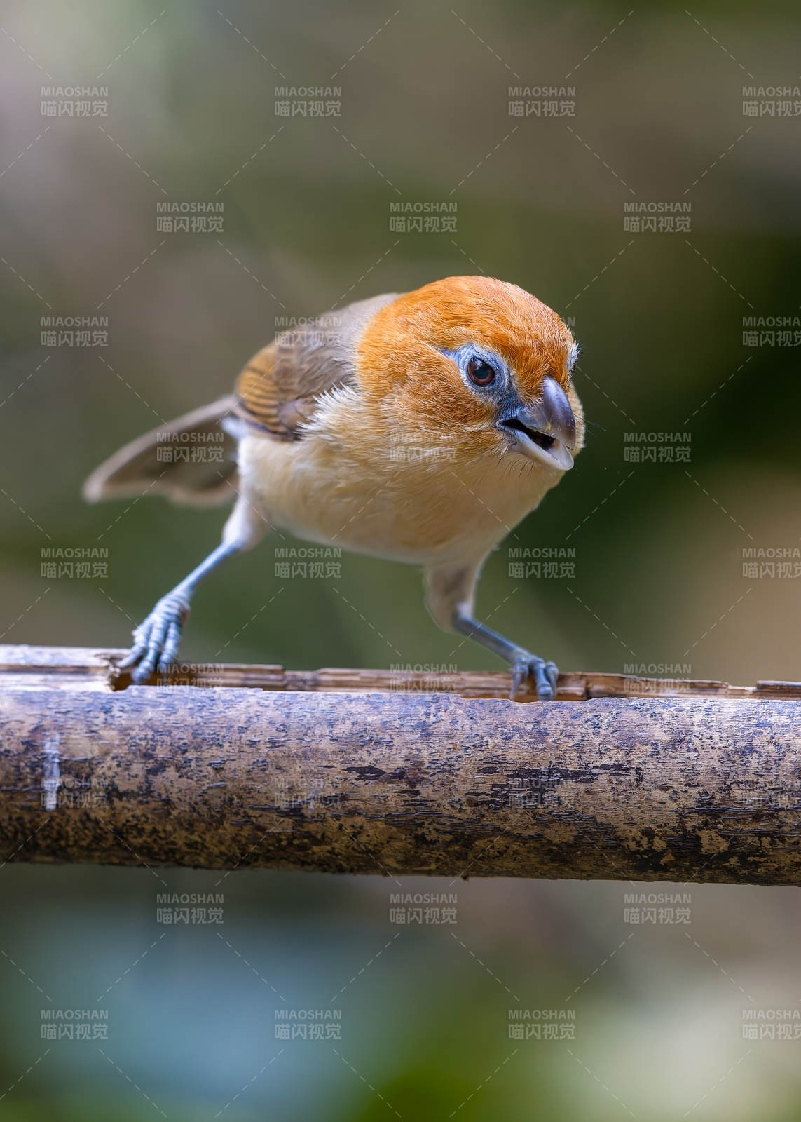 红头鸦雀栖息枝头图片