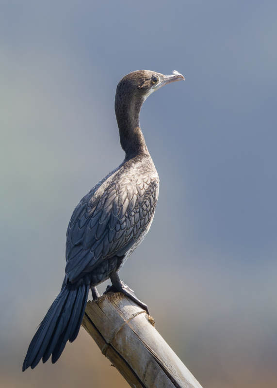 栖息在竹竿上的鸬鹚图片