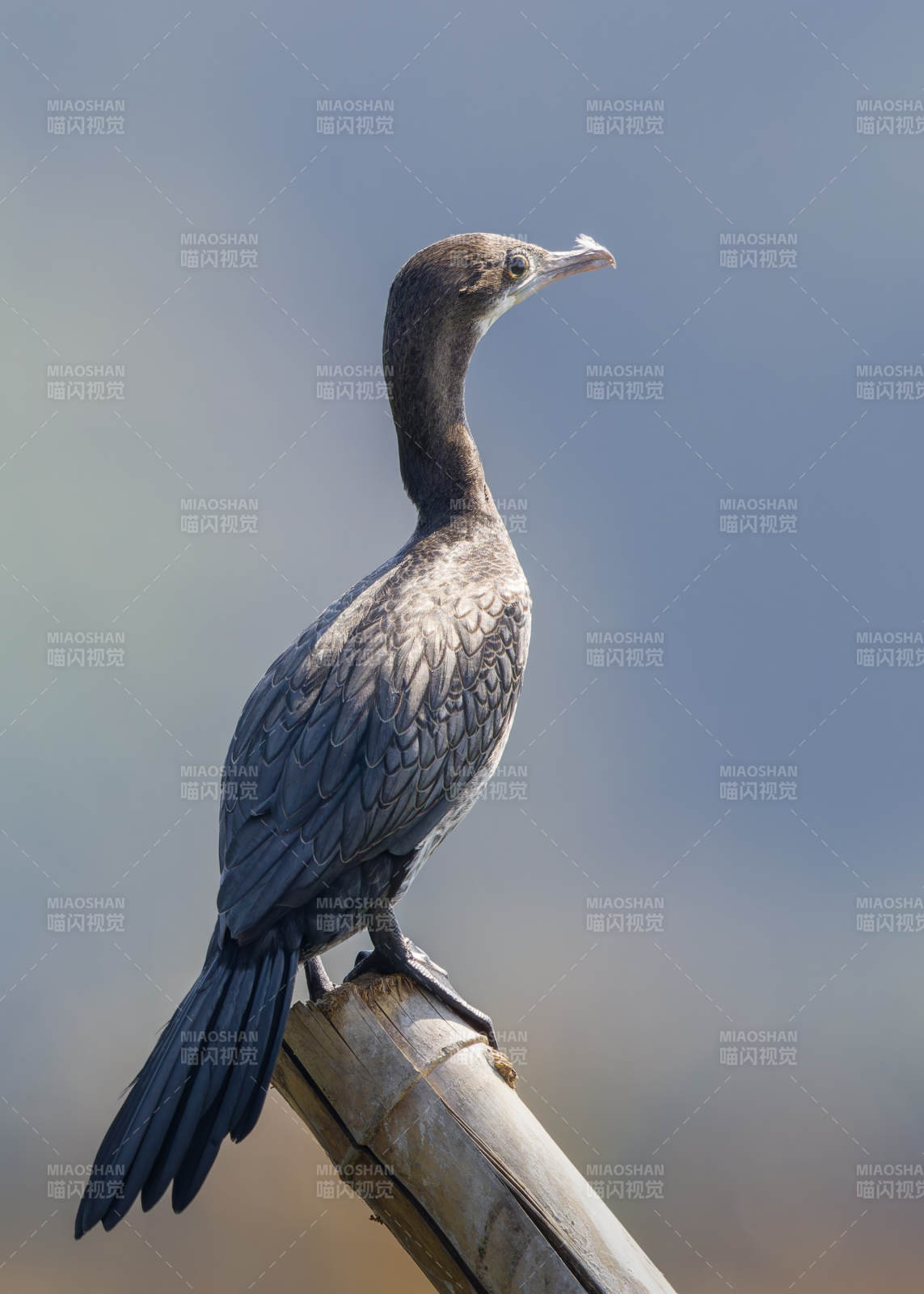栖息在竹竿上的鸬鹚图片