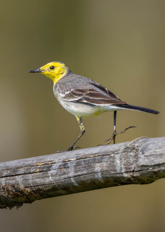 黄头鹡鸰栖息枝头图片
