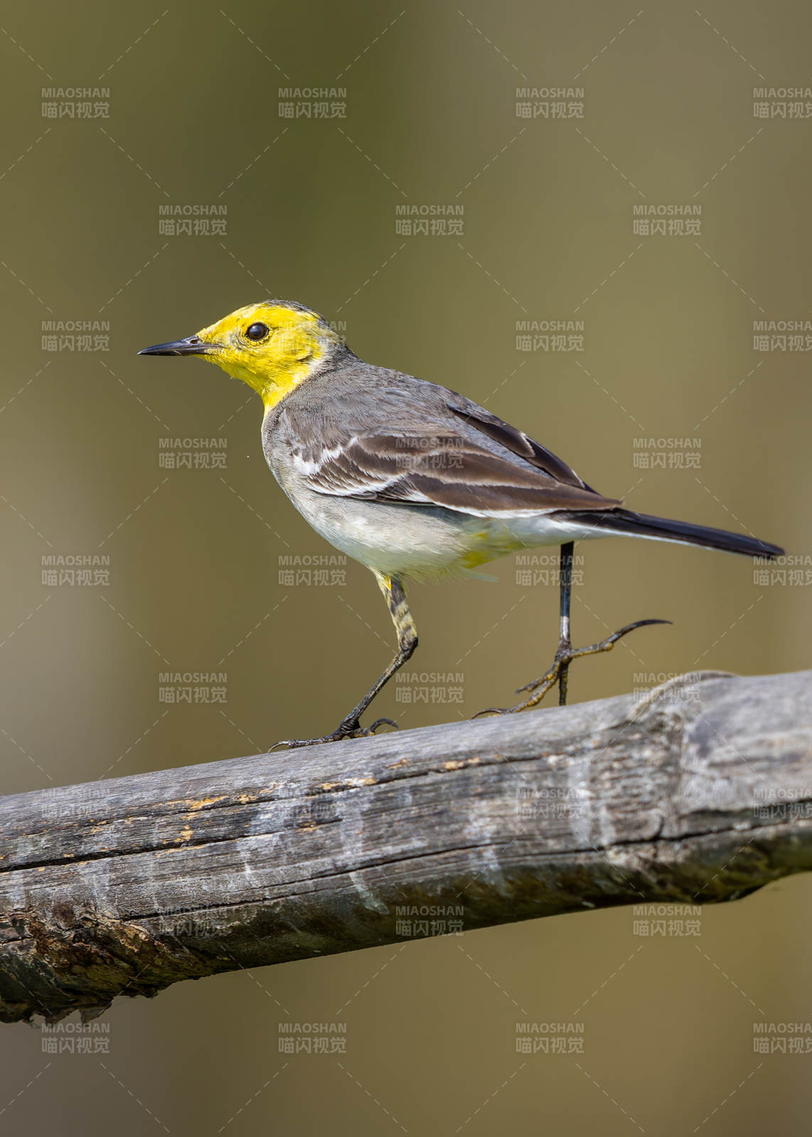 黄头鹡鸰栖息枝头图片