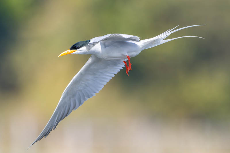 飞翔的燕鸥图片