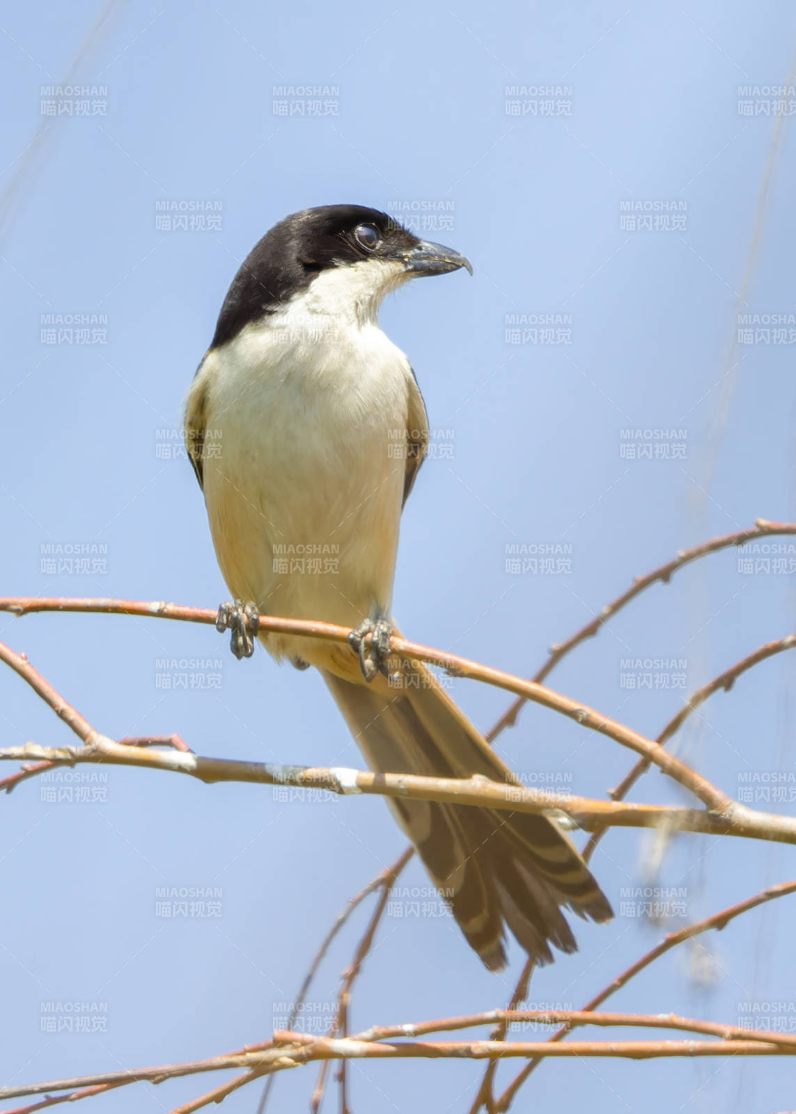 枝头栖息的黑白小鸟 锲尾伯劳，云南大理图片