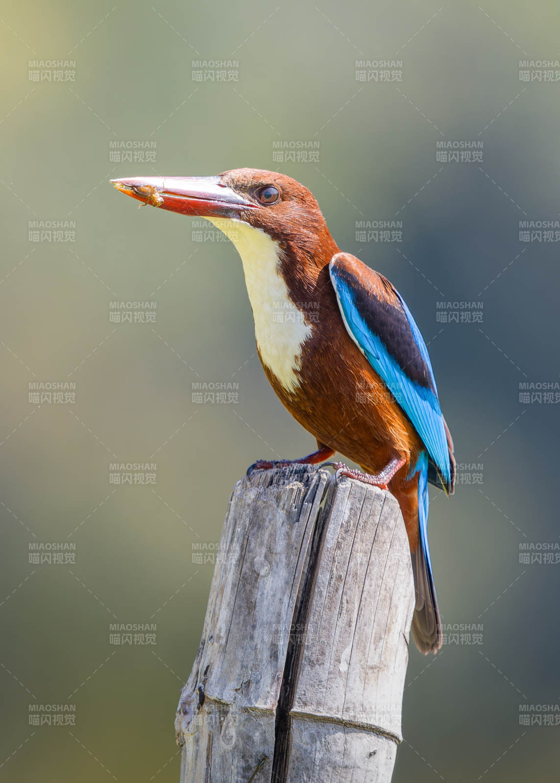 翠鸟捕食瞬间图片