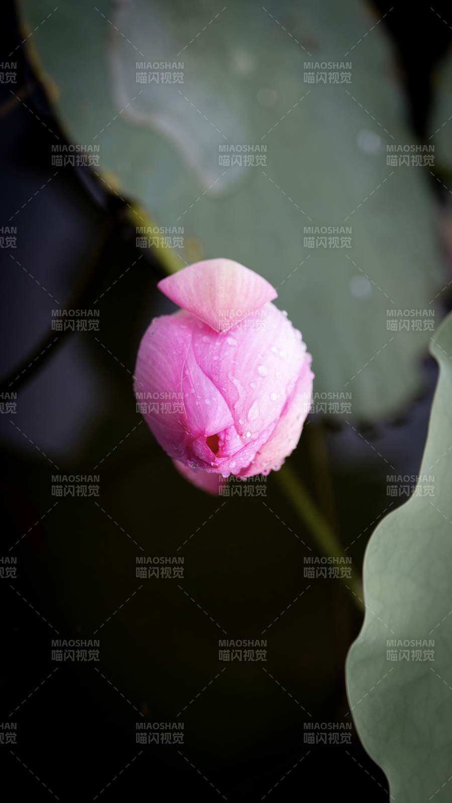 雨后荷花含苞待放图片