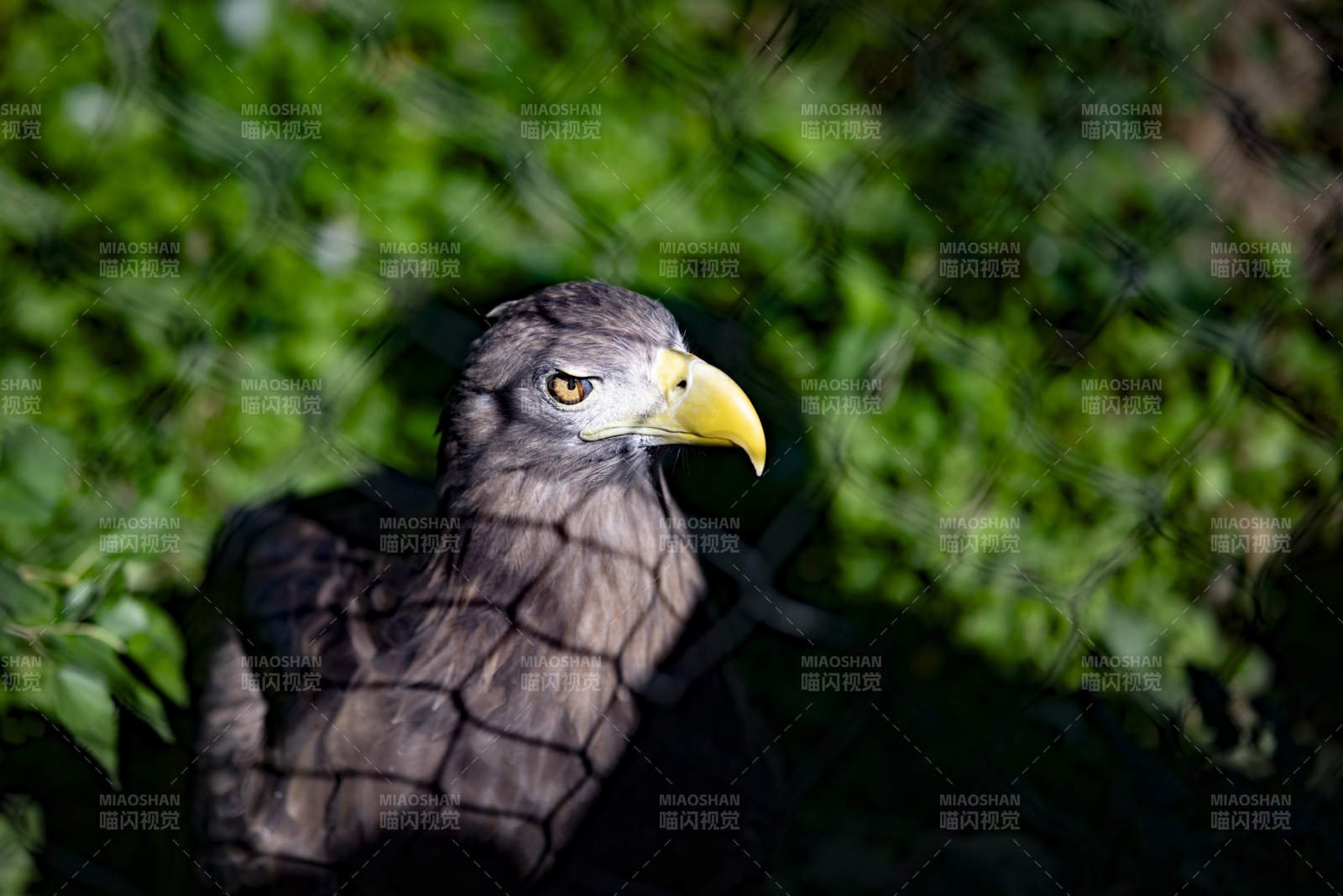 鹰的凝视 自然的力量图片
