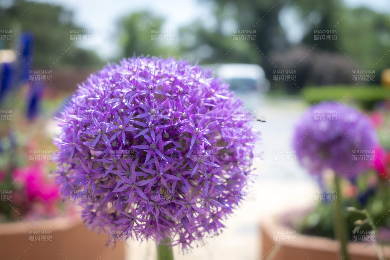 洋葱花大葱花图片