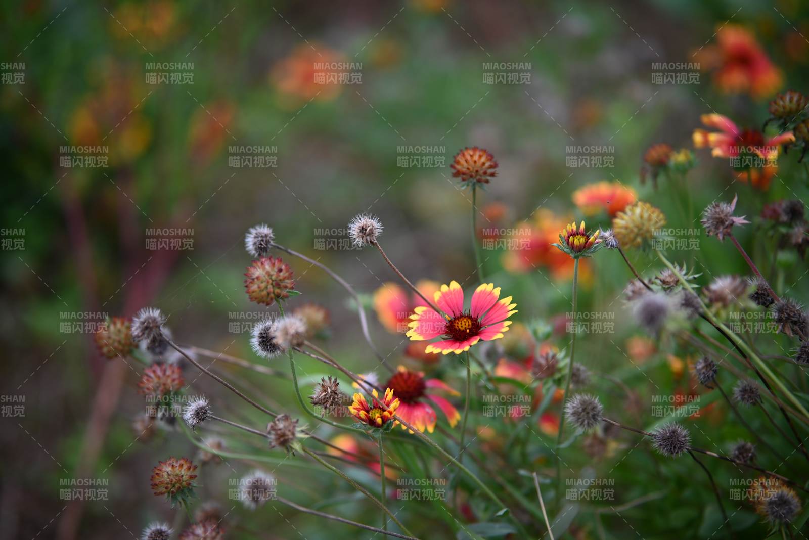 天人菊绽放 秋日美景图片