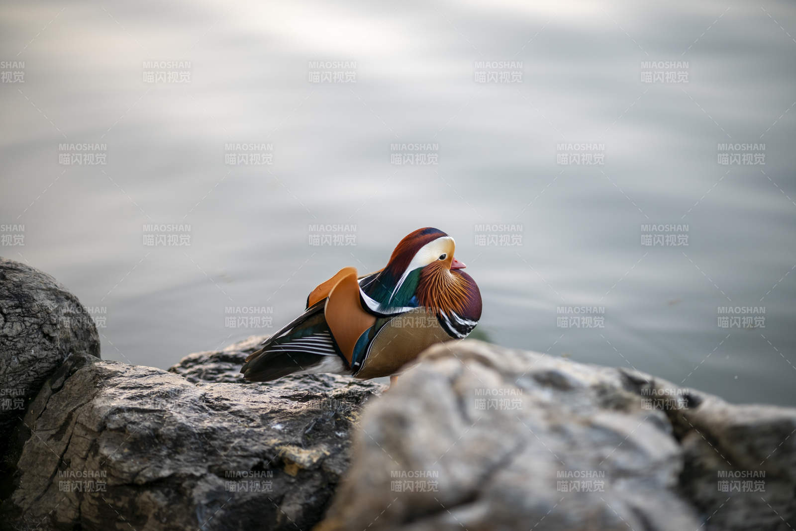静谧湖畔的鸳鸯鸭图片