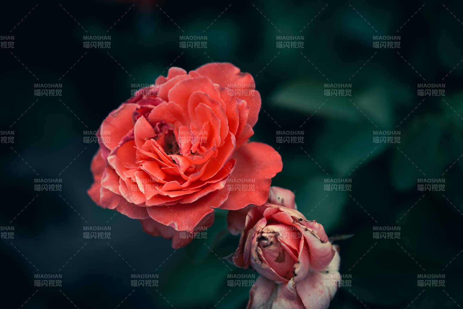 凋零的月季花图片