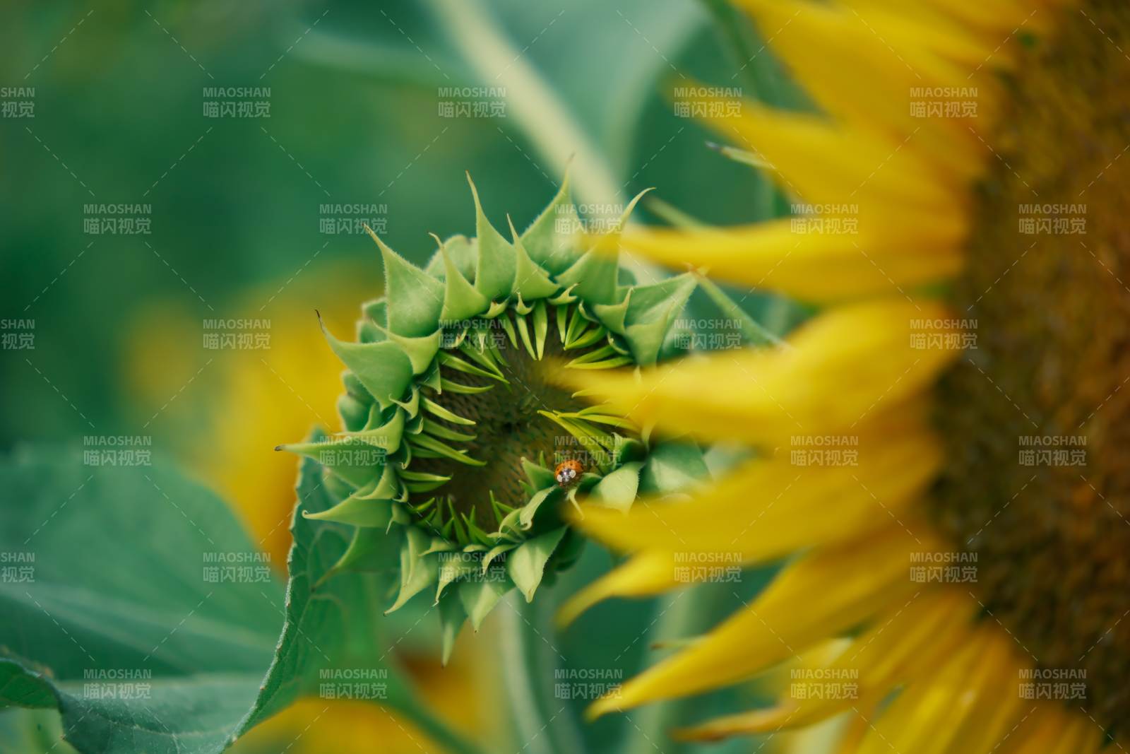 向日葵与蜜蜂的邂逅图片