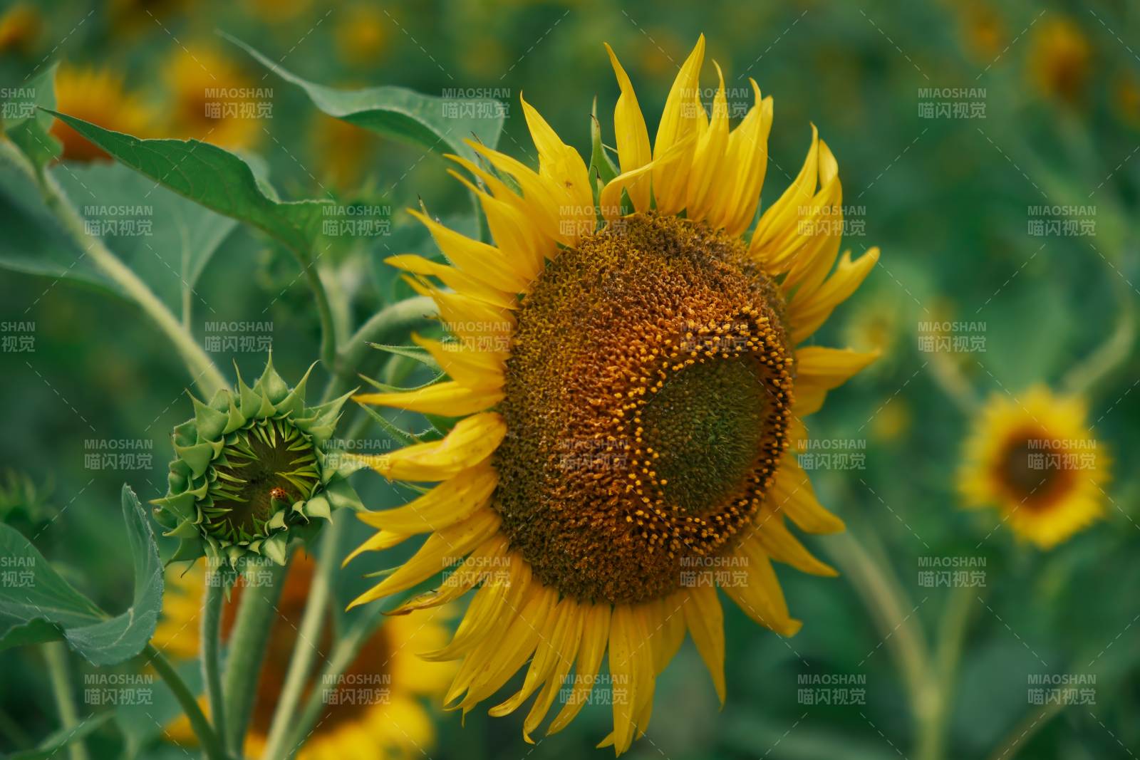 向日葵的灿烂笑容图片