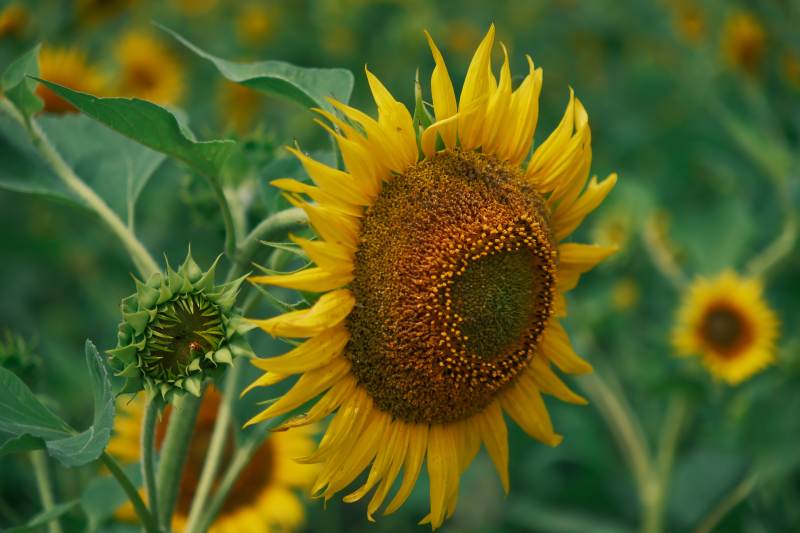 向日葵的灿烂笑容图片