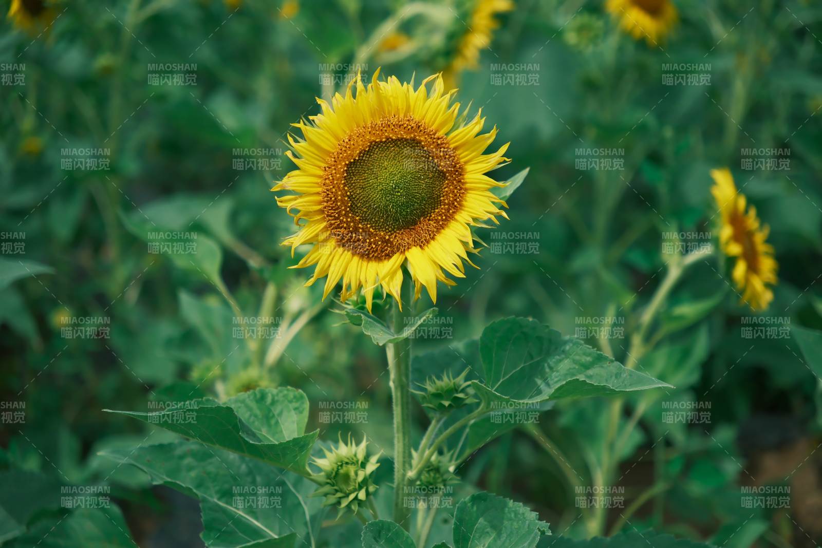 向日葵在阳光下绽放图片