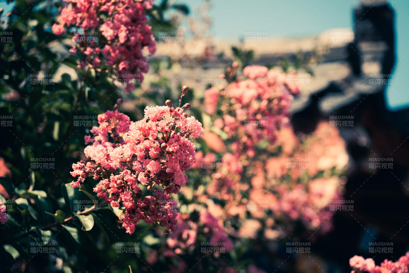 粉色花朵在阳光下绽放图片