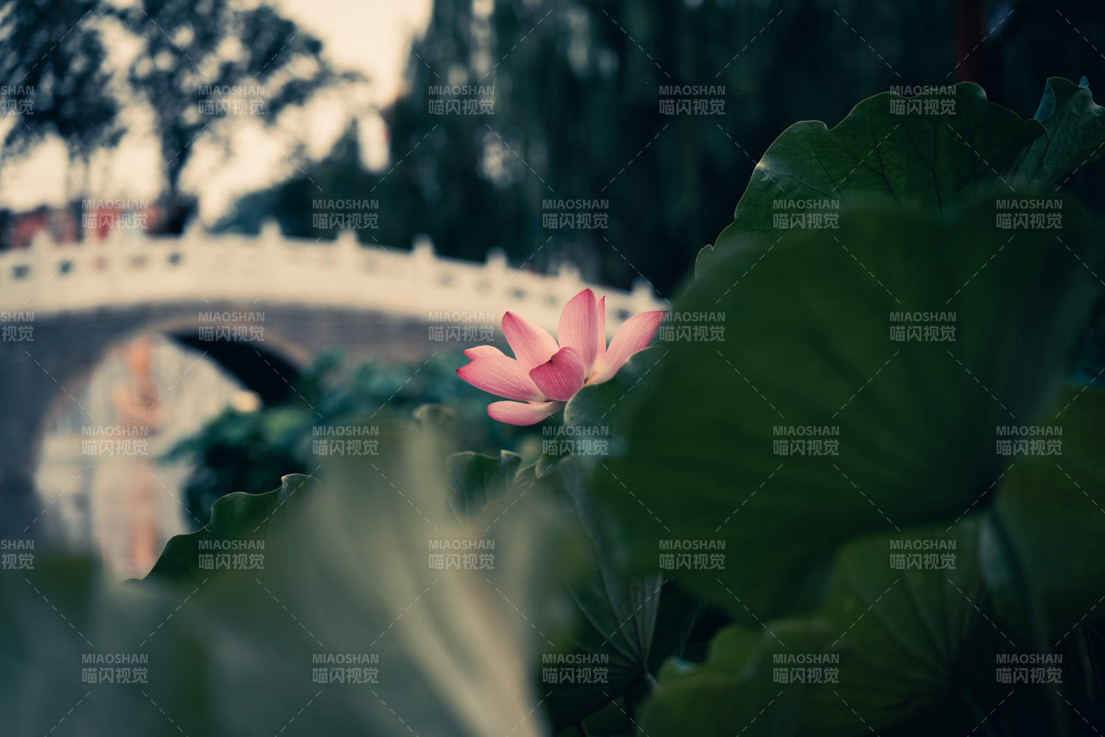 桥畔荷花映绿叶图片