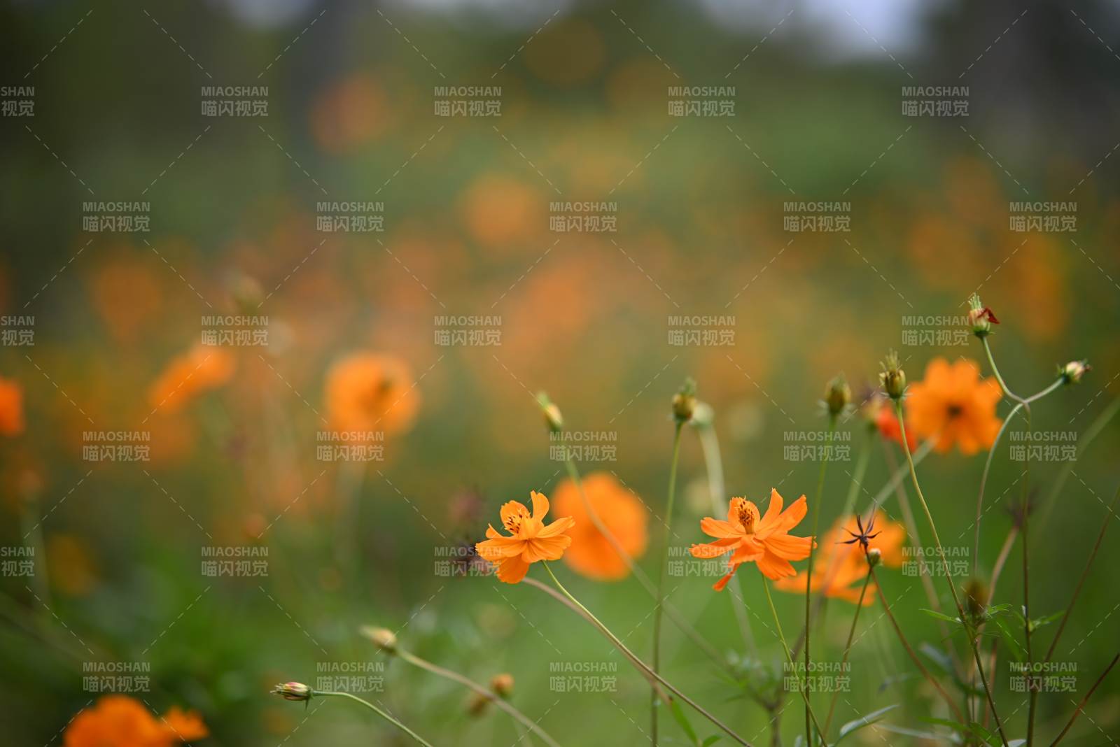 橙色花海 朦胧之美图片