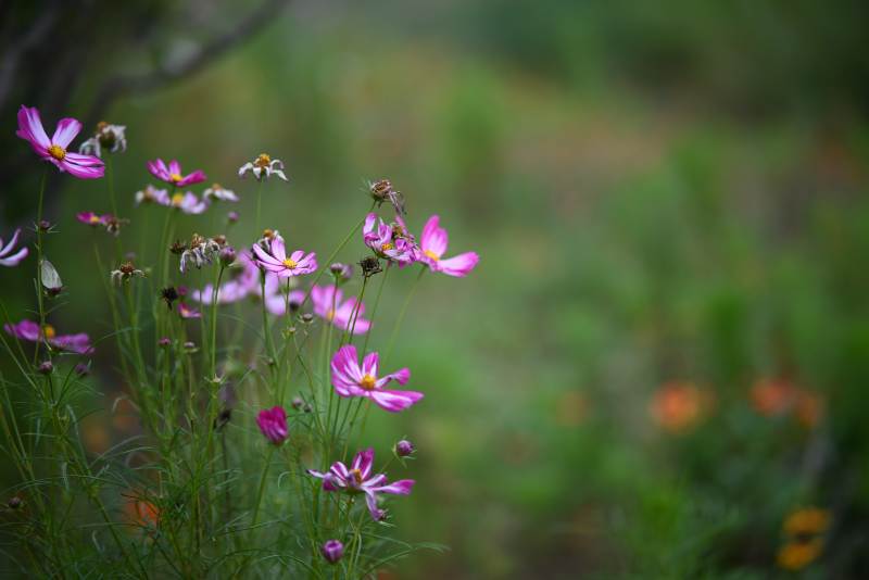 野花绽放 自然之美图片