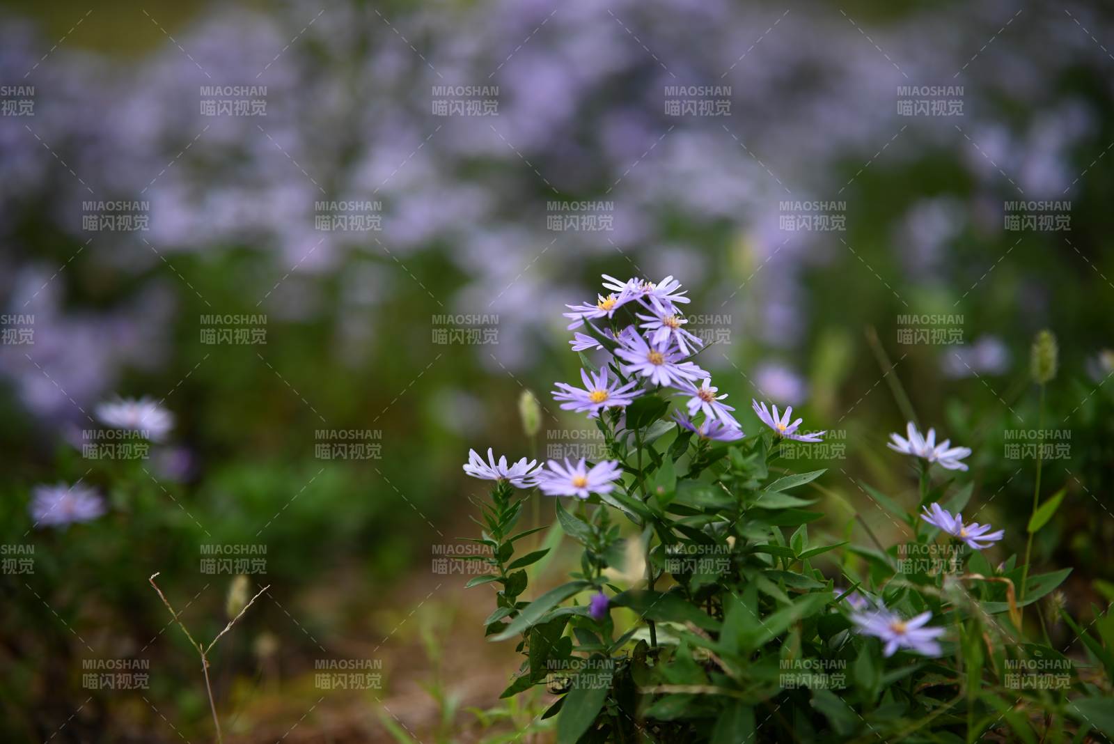 紫色野花丛中的宁静美景图片