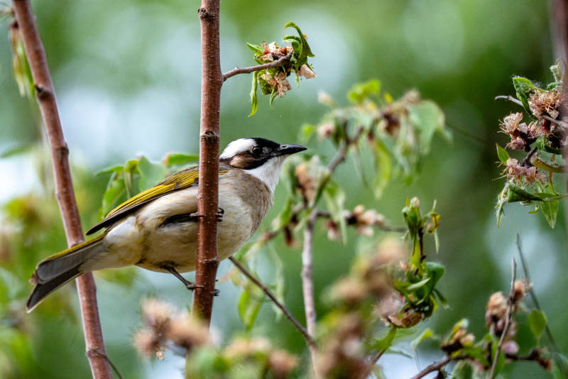 枝头小鸟静栖息图片