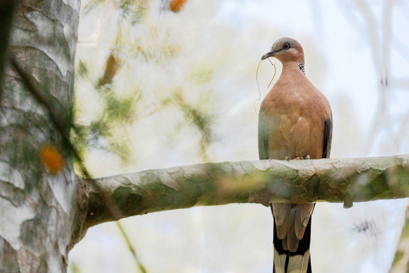 树枝上的小鸟图片