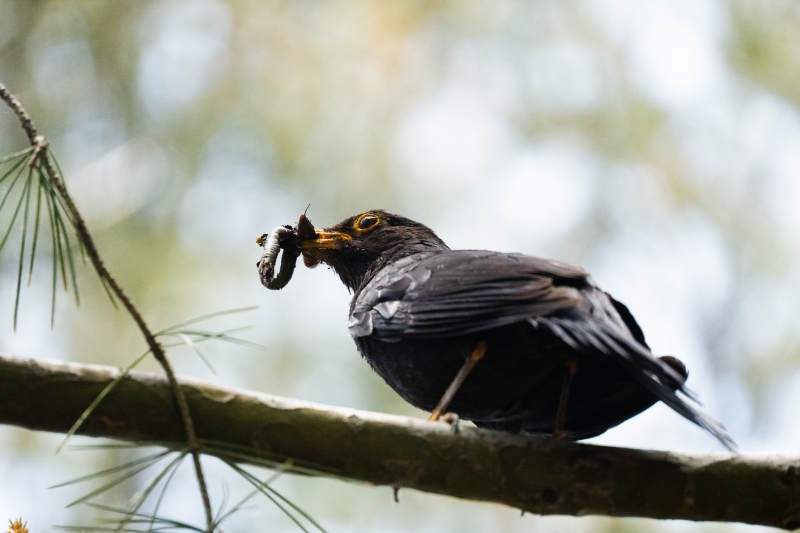 乌鸫枝头捕虫瞬间图片