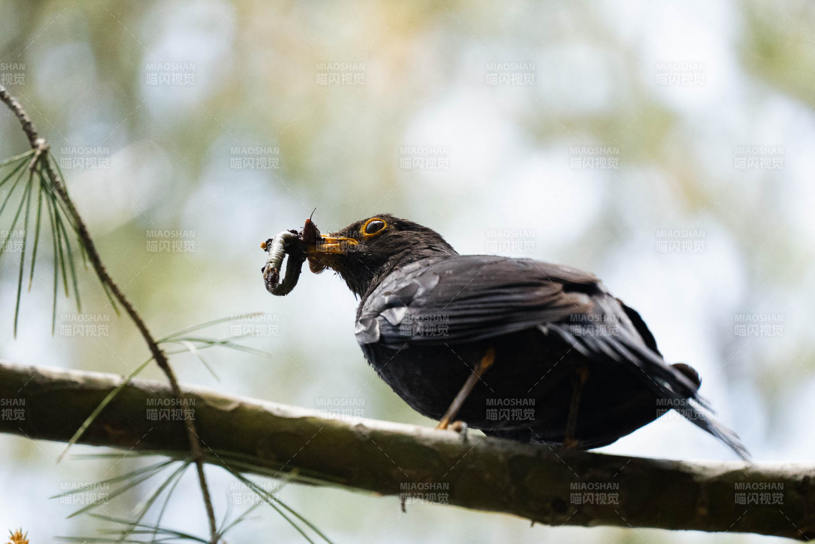 乌鸫枝头捕虫瞬间图片