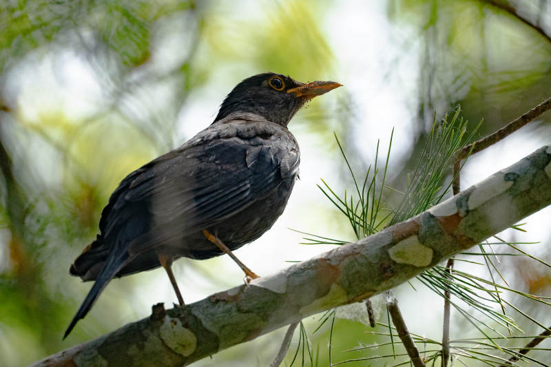 枝头上的乌鸫图片