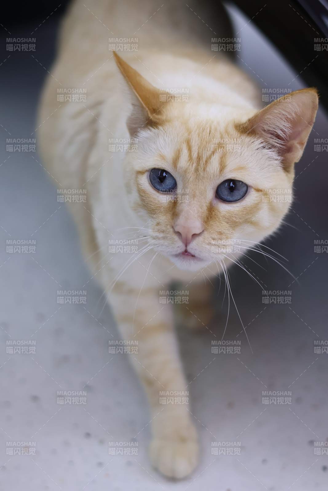 蓝眼黄猫 萌态十足图片