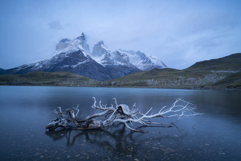 湖畔枯枝与雪山倒影图片