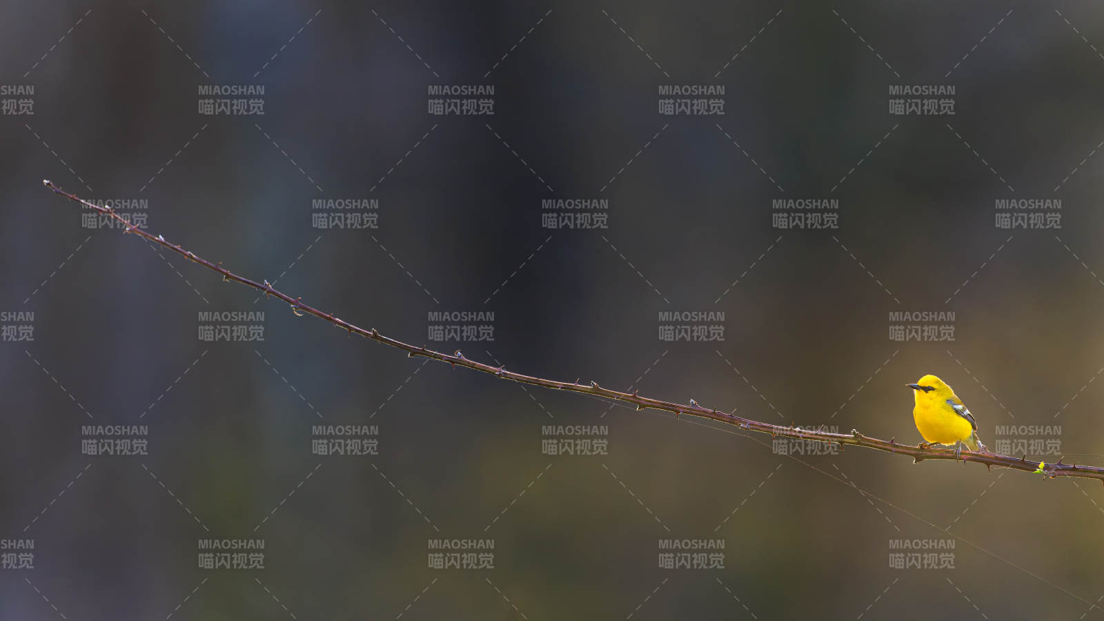 枝头上的黄色小鸟图片